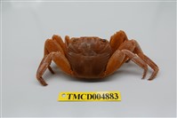 藏品(白紋方蟹)的圖片